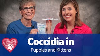 Coccidia in Puppies and Kittens [upl. by Analle]