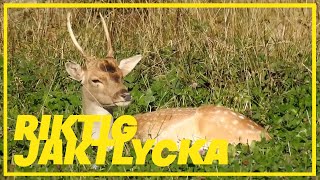 VLOGG EN LYCKAD JAKT [upl. by Bari]