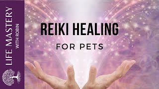 Reiki Healing Healing Dogs and Cats with Sound Music [upl. by Allevon]