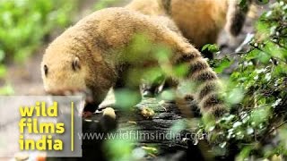 Coatis coatimundi or Nasua [upl. by Georgette844]