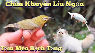 Tắm Cho Cặp Mèo Bạch Tạng  Mua Chim Khuyên Líu Ngọn Cực Đẹp Nhân Tạ Mốt [upl. by Nivrag]