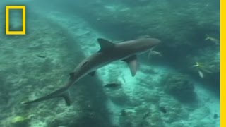 Lemon Sharks  National Geographic [upl. by Onfroi]