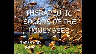 Therapeutic Treatment Sounds Of The Honeybees [upl. by Lorusso]