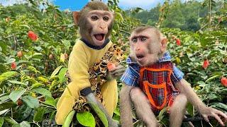 Bim Bim Monkey family goes together to pick bastard oleaster [upl. by Vanni529]