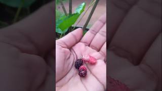 Small mulberry plantfruit pickingmulberrygardeningfruitpickingshorts [upl. by Kaiser739]