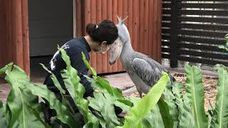 shoebill excited フタバ 掃除する飼育員さんを待つ ハシビロコウ shoebill stork bow [upl. by Baird]