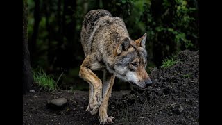 Consejos de cuidado para Perro Lobo De Saarloos [upl. by Brocky322]