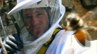 African Killer Bee Hive  Deadly 60  BBC Earth [upl. by Imalda]