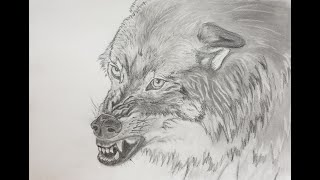 How to draw a wolf body [upl. by Anawak]