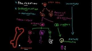 Stem Cell Basics  How Blood is Made [upl. by Avrit]