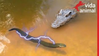 PEIXE ELÉTRICO MATA JACARÉ COM MAIS DE 600 VOLTS  VIDA ANIMAL [upl. by Sakhuja305]