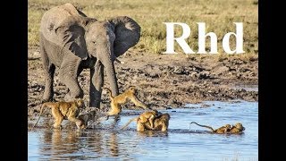 Baboons and Elephants of Chobe River Nature 2018 full HD Documentary [upl. by Remot996]