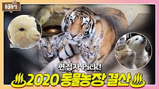 편집자 사심 듬뿍 담긴 ★2020년을 빛낸 동물 총 결산★ I TV동물농장 Animal Farm  SBS Story [upl. by Adlei]