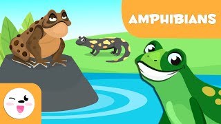 Amphibians for kids  Vertebrate animals  Natural Science For Kids [upl. by Zadack291]