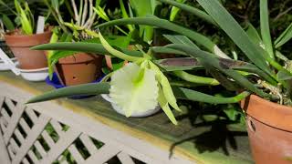 Finally Brassavola Jimminey Cricket Super bug HCC AOS [upl. by Linneman]