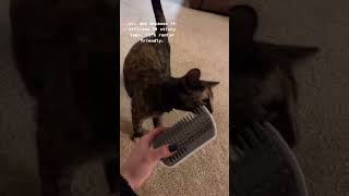 Self Grooming Cat Brush and Interactive Cat Toy catlovers cattoys [upl. by Aztiray36]