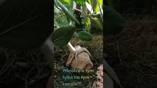 Fikus Bengalski w ogrodzie 🌳 fikus roślinydoniczkowe ficus banyan bonsai [upl. by Ulrich]