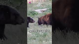 Silverback Gorilla Vs Grizzly Bear [upl. by Nicolea992]