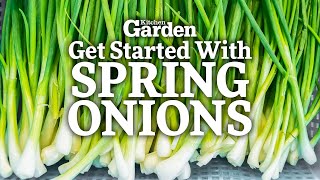 How to Get Started Growing Spring Onions  Sowing Spring Onions [upl. by Embry]