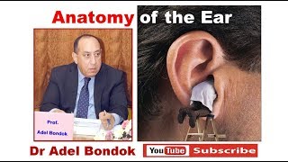 Anatomy of the Ear Dr Adel Bondok [upl. by Jacenta]