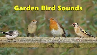 Garden Bird Sounds Spectacular  8 HOURS ✅ [upl. by Lerret]