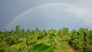 Nachhaltige Nutzung  eine wirkliche Alternative zur Abholzung des Regenwaldes [upl. by Peg]