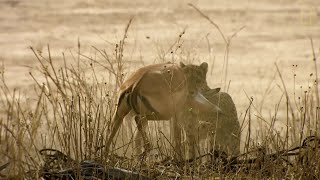 Un guepardo intenta cazar en territorio de leones  National Geographic España [upl. by Sarnoff]