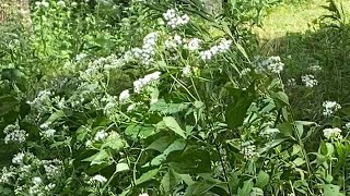 Tall boneset and goldenrod in late August [upl. by Kristos]