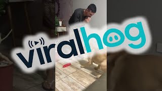 Dog Dances to the Harmonica  ViralHog [upl. by Tish549]