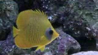 Golden Semilarvatus Butterflyfish Chaetodon semilarvatus  LiveAquariacom [upl. by Yssirk140]