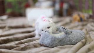 MUST WATCH LOOK HOW CUTE THIS MALTESE IS Teacup Puppy [upl. by Oinotnas]