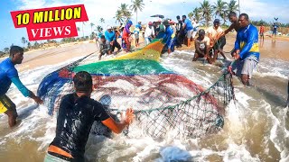 Unbelievable 2000Kg Queen fishes Caught In Seine Net  You Wont Believe How We Caught This [upl. by Sylera]