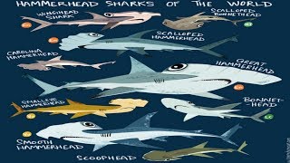 All Hammerhead Shark Species  All Species List [upl. by Arza]