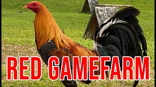 RED GAMEFARM [upl. by Reeve201]