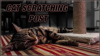 DIY Cat Scratching Post Super Cheap And Easy [upl. by Aerdnas]