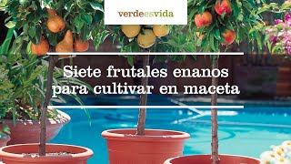 Siete frutales enanos para cultivar en maceta [upl. by Arrac]