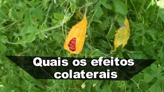 Melão de São Caetano quais os efeitos colaterais  Melãozinho Bitter Melon Plantas Medicinais [upl. by Kerri]