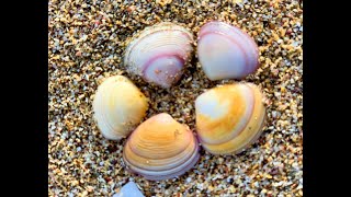 Shakespear Regional Park  Cockles Picking in Auckland  NZ Day Trips [upl. by Aneerehs834]