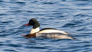 A pair of beautiful Goosanders courting in lovely light [upl. by Oderfliw549]