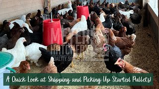 A Quick Look at Shipping and Picking Up Started Pullets [upl. by Nancey544]