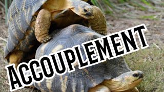 ACCOUPLEMENT DES TORTUES TERRESTRES   Planète Tortues [upl. by Enelcaj]