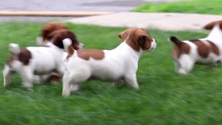 Jack Russell Puppies for Sale [upl. by Elac]