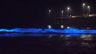 Bioluminescence In Venice Beach October 2024 [upl. by Nenerb965]