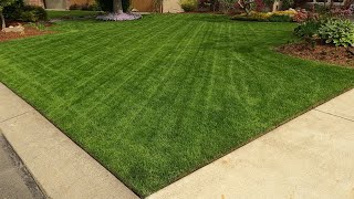 Overseeding My Lawn In Fall With Turf Type Tall Fescue TTTF [upl. by Damita]