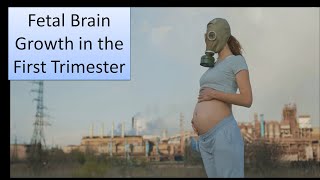 3 Embryonic Nervous System Development Fetal Brain Growth in the First Trimester [upl. by Anahsirk330]