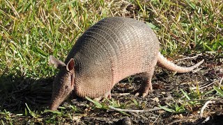 Series premiere The nine banded armadillo [upl. by Guevara]