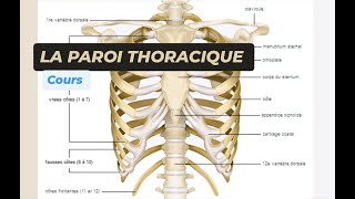 LANATOMIE DE LA PAROI THORACIQUE [upl. by Salvatore]