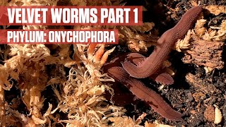 Pet Velvet Worms Onychophora Part 1 [upl. by Kcirdlek]