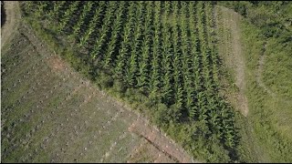 Arreglos y Densidades de Siembra de Plátano y sus Prácticas de Manejo [upl. by Caz]