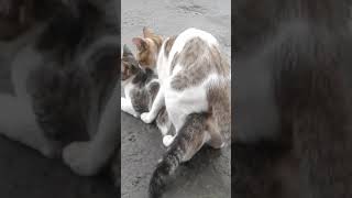 gay cat  kucing homo [upl. by Aisekal412]